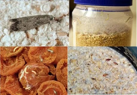 Личинки в продуктах