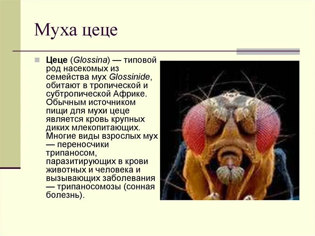 Муха цеце где. Ротовой аппарат мухи ЦЕЦЕ. Муха ЦЕЦЕ В Африке. Муха ЦЕЦЕ Тип ротового аппарата. Муха ЦЕЦЕ переносчик.