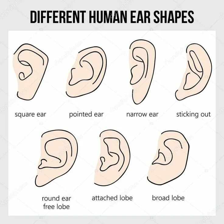 Форма уха референс. Формы ушной раковины человека. Разновидности формы ушей. Уши по английски слушать