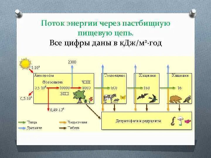 Поток энергии в экосистемах. Схема потока энергии. Схема пастбищной пищевой цепи. Поток энергии и пищевые цепи