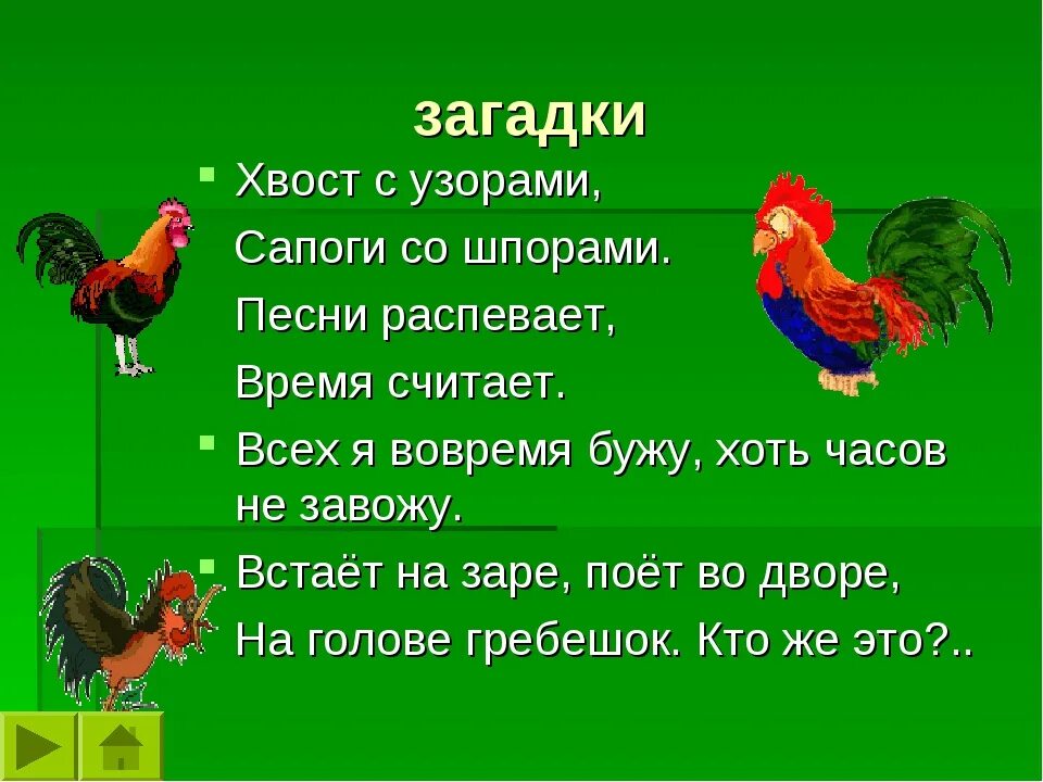 Загадка про кур. Загадка про петуха. Загадка про петуха для детей. Загадка про петушка для детей. Загадка про петушка для малышей.