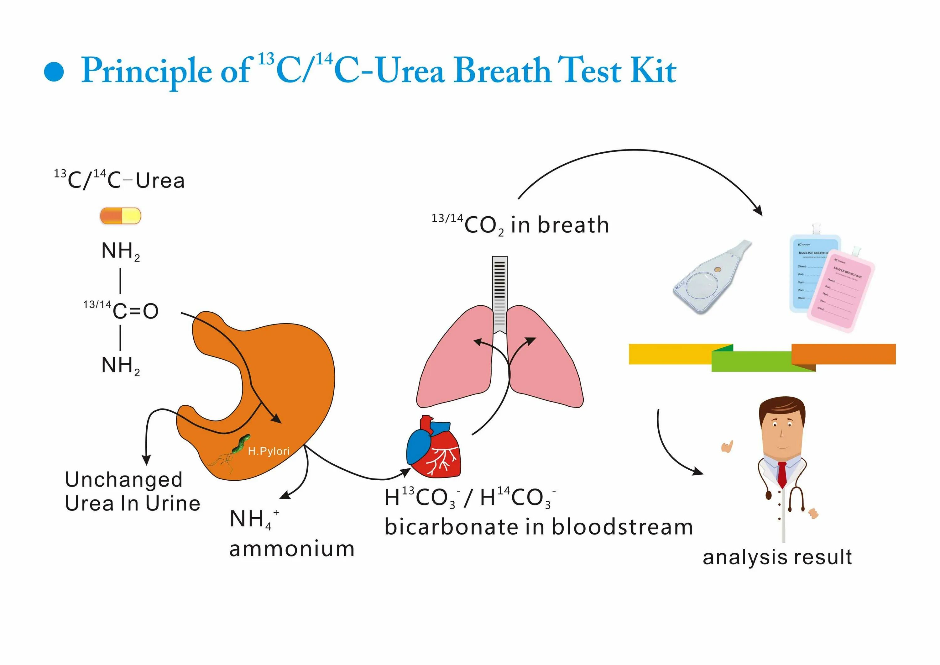 Дыхательный тест. Уреазный дыхательный тест. Urea Breath Test. Дыхательный тест на хеликобактер. Дыхательный тест клиника