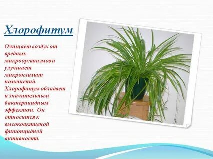 Класс хлорофитума