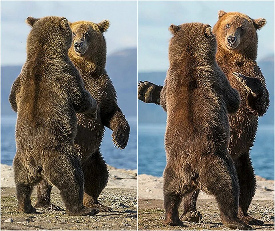 Белый медведь в северной америке. Какого цвета был медведь. Медведь гризли альбинос. Браун беар. Какого цвета был медведь.