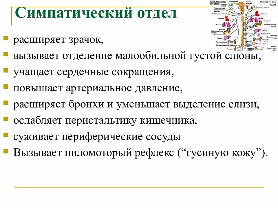 Симпатический отдел нервной системы функции. Синдромы поражения симпатического отдела ВНС. Симпатичечески йотдел. Функции симпатического отдела вегетативной нервной системы