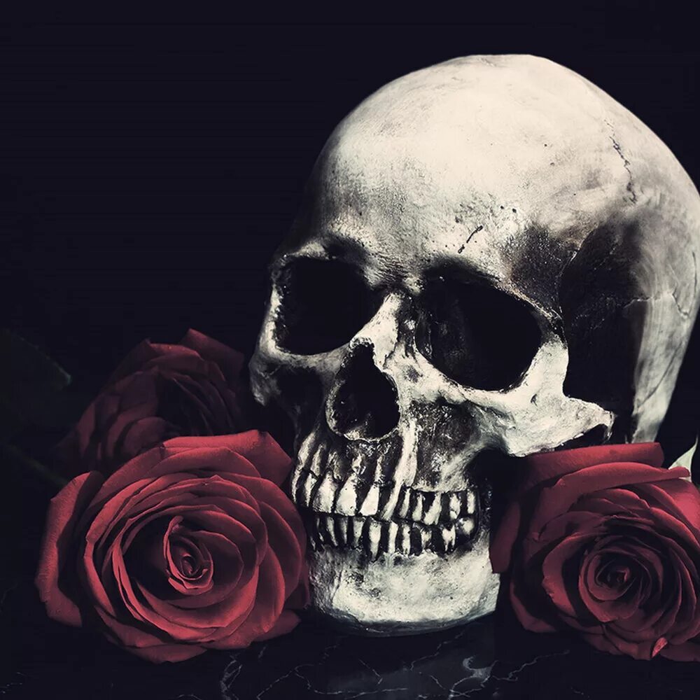 Черепая. Красивый череп. Скелет с розой. Череп с розой.