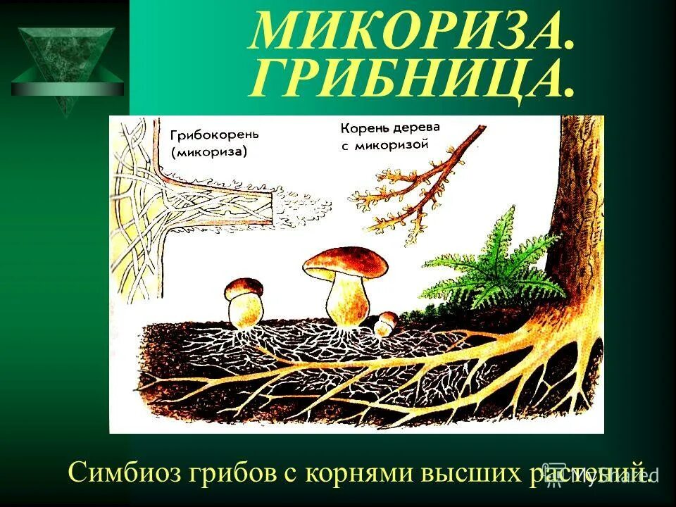 С высшими растениями грибы образуют