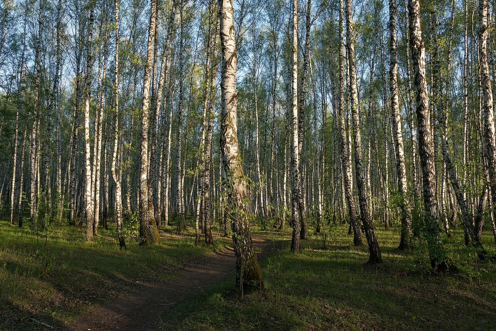 Природный парк тюмень. Парк Гагарина Тюмень. Лесопарк имени Гагарина Тюмень. Гагаринский парк Тюмень. Гагаринская роща Тюмень.