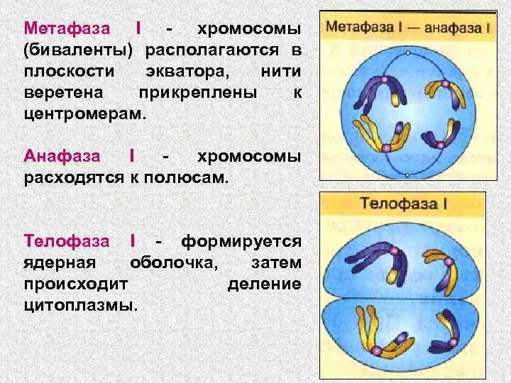 Картинки ПАРЫ ГОМОЛОГИЧНЫХ ХРОМОСОМ РАСПОЛАГАЮТСЯ В ЭКВАТОРИАЛЬНОЙ ПЛОСКОСТИ