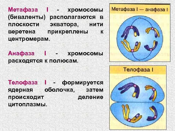 Размножение клетки и ее жизненный цикл. В метафазе хромосомы располагаются в плоскости. Размножение клетки и ее жизненный цикл кратко. Жизненный цикл клетки митоз.