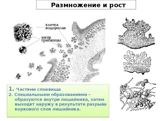 В основном лишайники размножаются