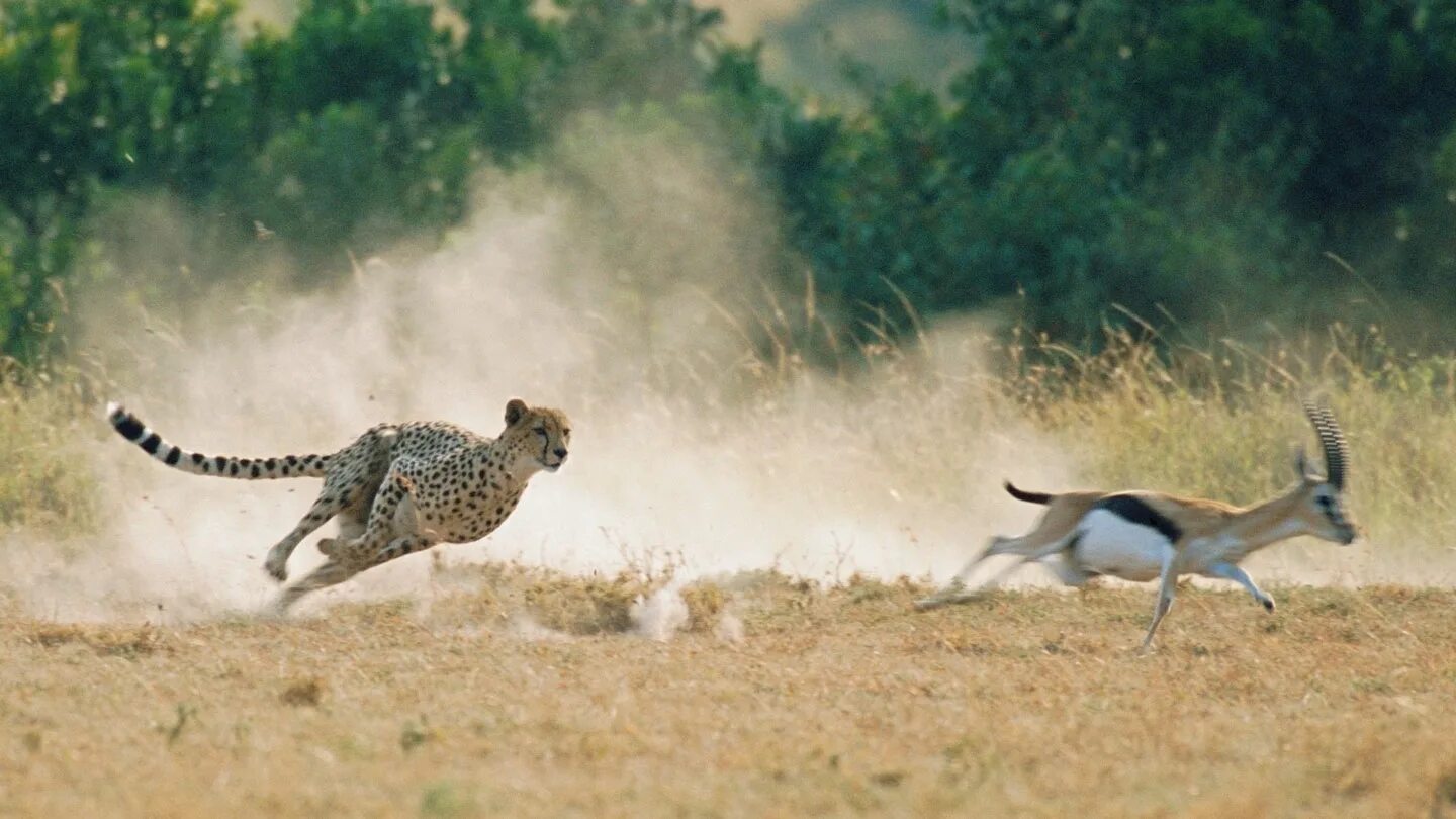 Гнаться вид. Леопард охотится на антилопу. Гепард охотится на антилопу. Гепард охотится из засады. Гепард бежит за антилопой.