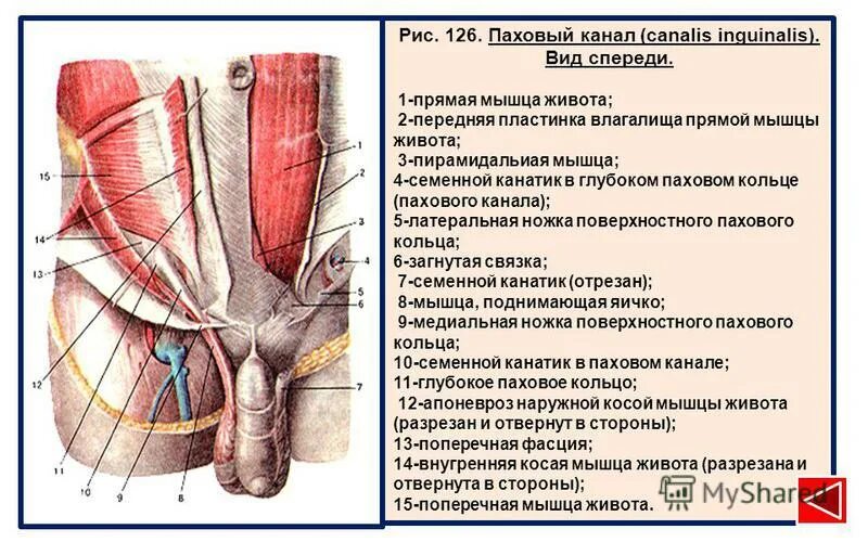 Какой должен быть пах. Какой должен быть пах
