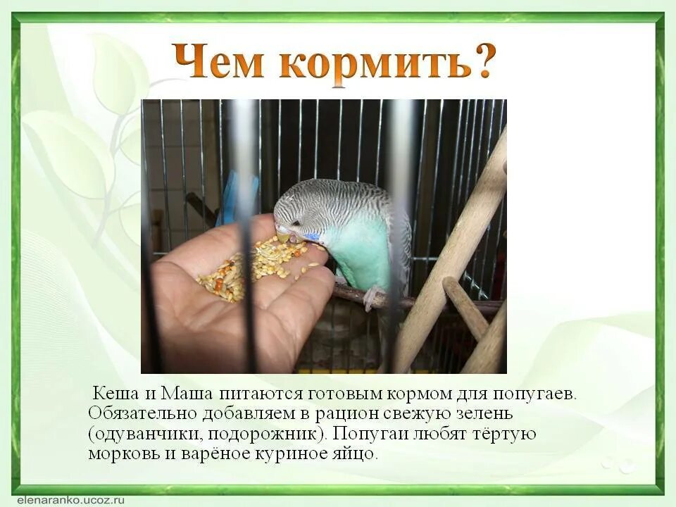 Что можно давать попугаю кроме корма