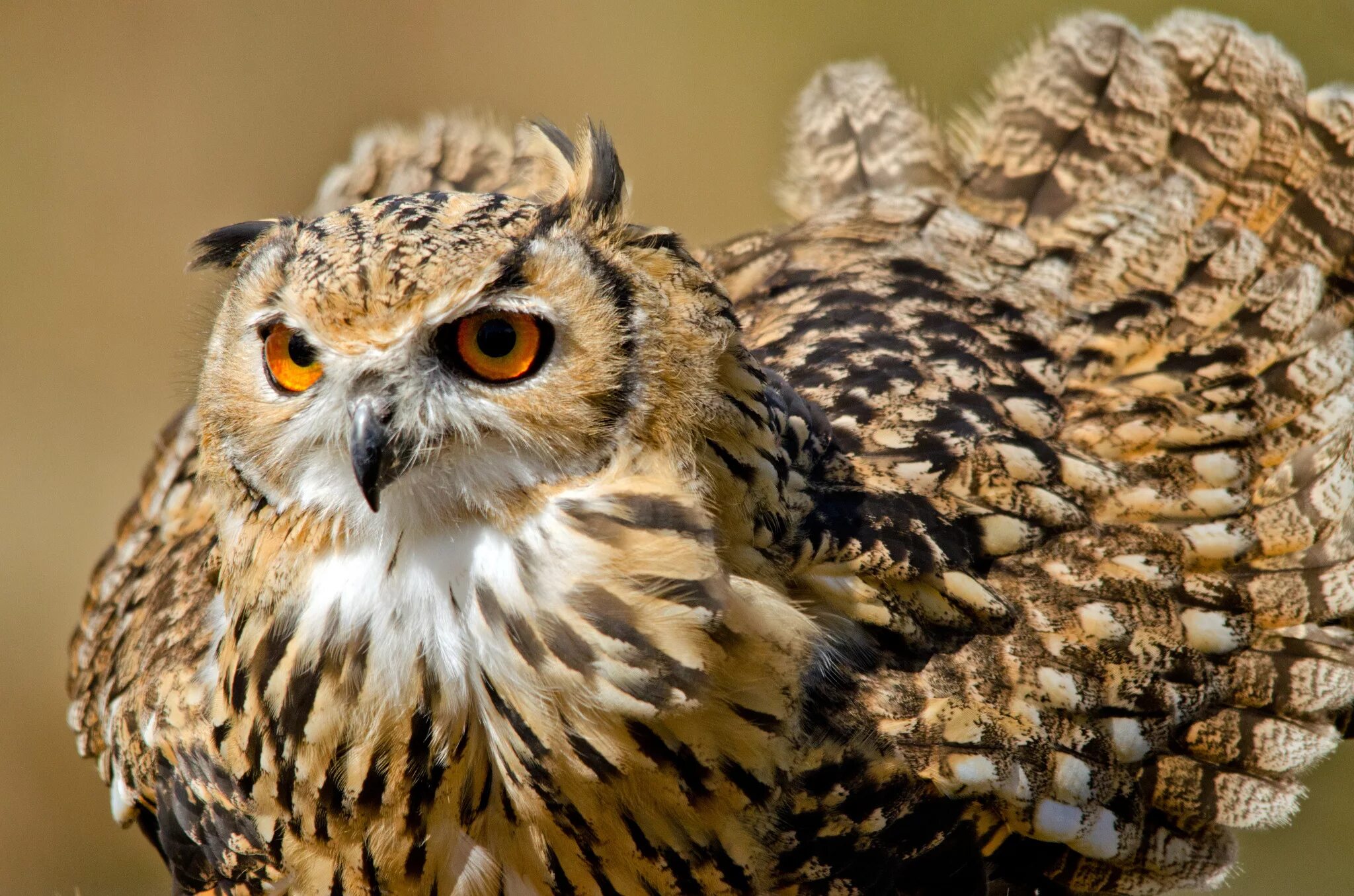 Бенгальский Филин. Бенгальская Орлиная Сова. Bubo bengalensis. Филин сибирикус. Крупная совообразная птица