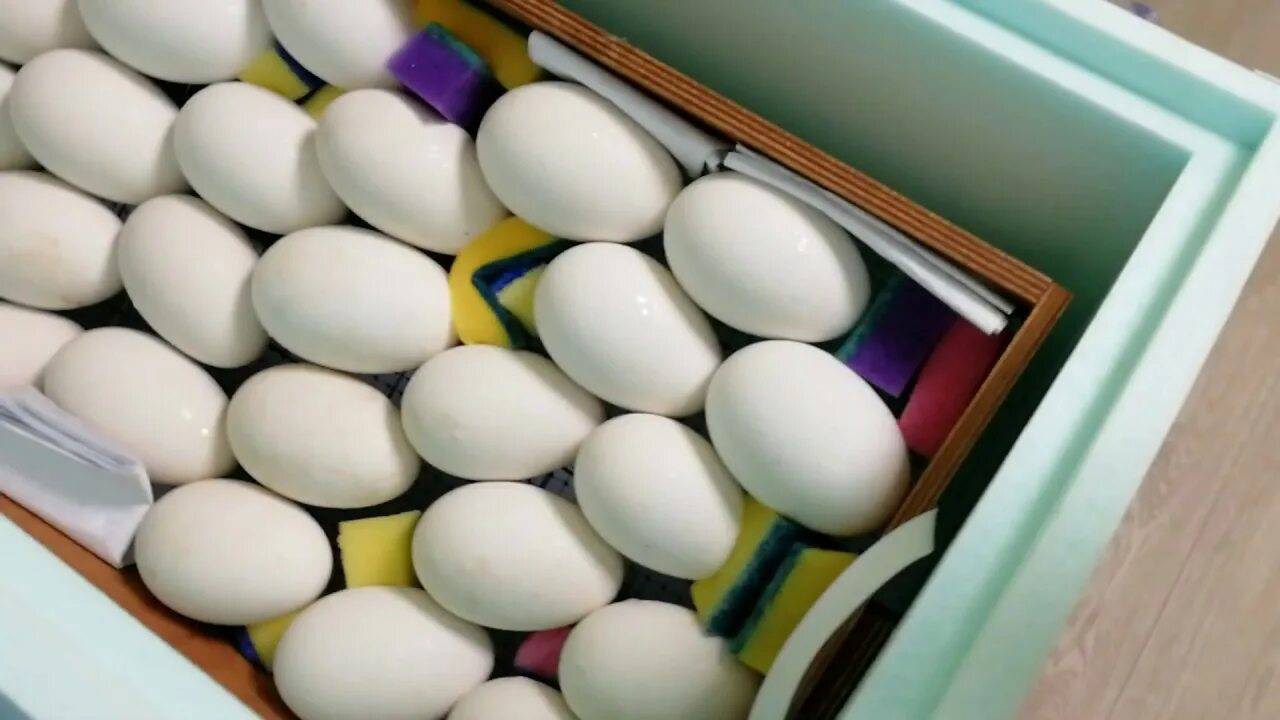Закладка яиц в инкубатор блиц. Инкубатор блиц матрица Дели 72. Инкубация гусиных яиц в инкубаторе матрица Дели. Инкубатор Вегас гусиные яйца. Инкубатор блиц 72 гусиные яйца.