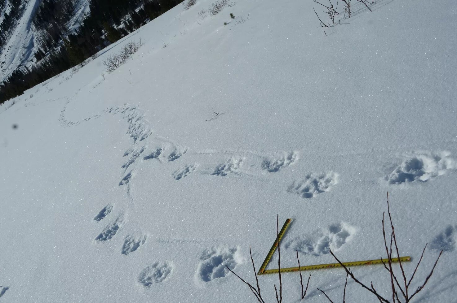 Хакасский заповедник зима. Следы горного козла на снегу. Зимний маршрутный учет. Следы кабарги на снегу фото.