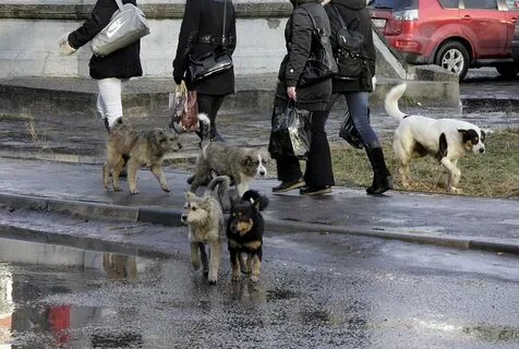 Бродячие собаки в городе