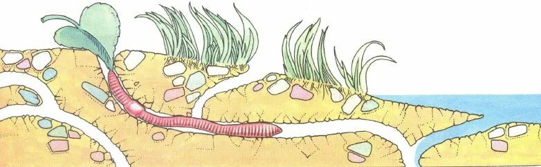 Червяк проползает мимо травинки за две минуты. Дождевые черви в почве рисунок. Дождевые черви рыхлят почву. Дождевые черви ходы в почве.