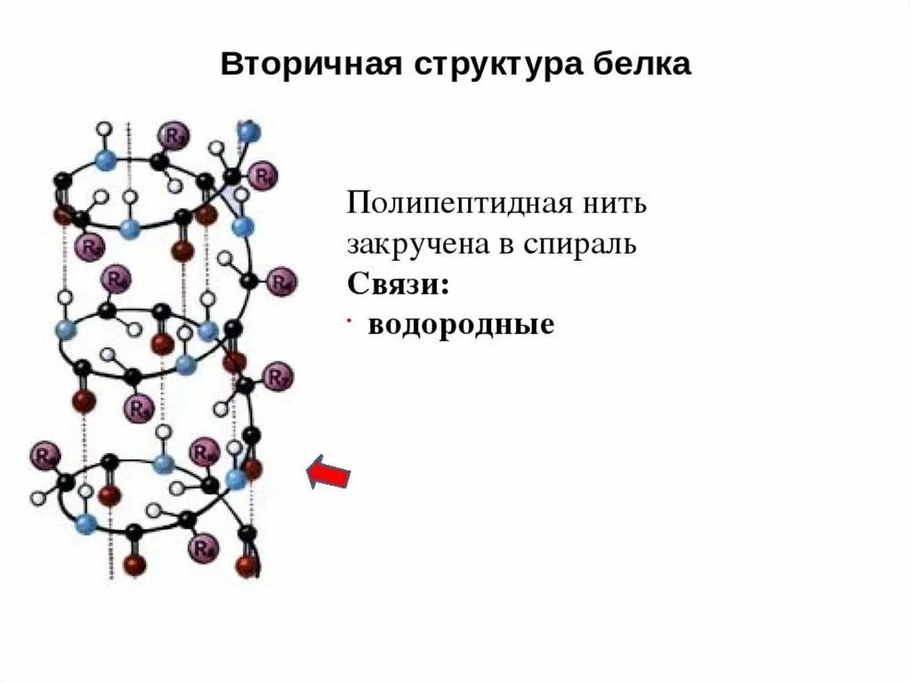 Белково водородные связи. Строение вторичной структуры белка. Первичная и вторичная структура белка. Вторичная структура белка изображение. Вторичная структура белка связи.