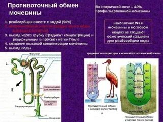 Мочевина у каких животных. Мочевина у каких животных