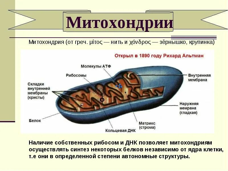 Строение митохондрии. Строение митохондрии клетки. Строеникмитохондрии в клетке. Структура клетки митохондрии. Митохондрии биология строение.