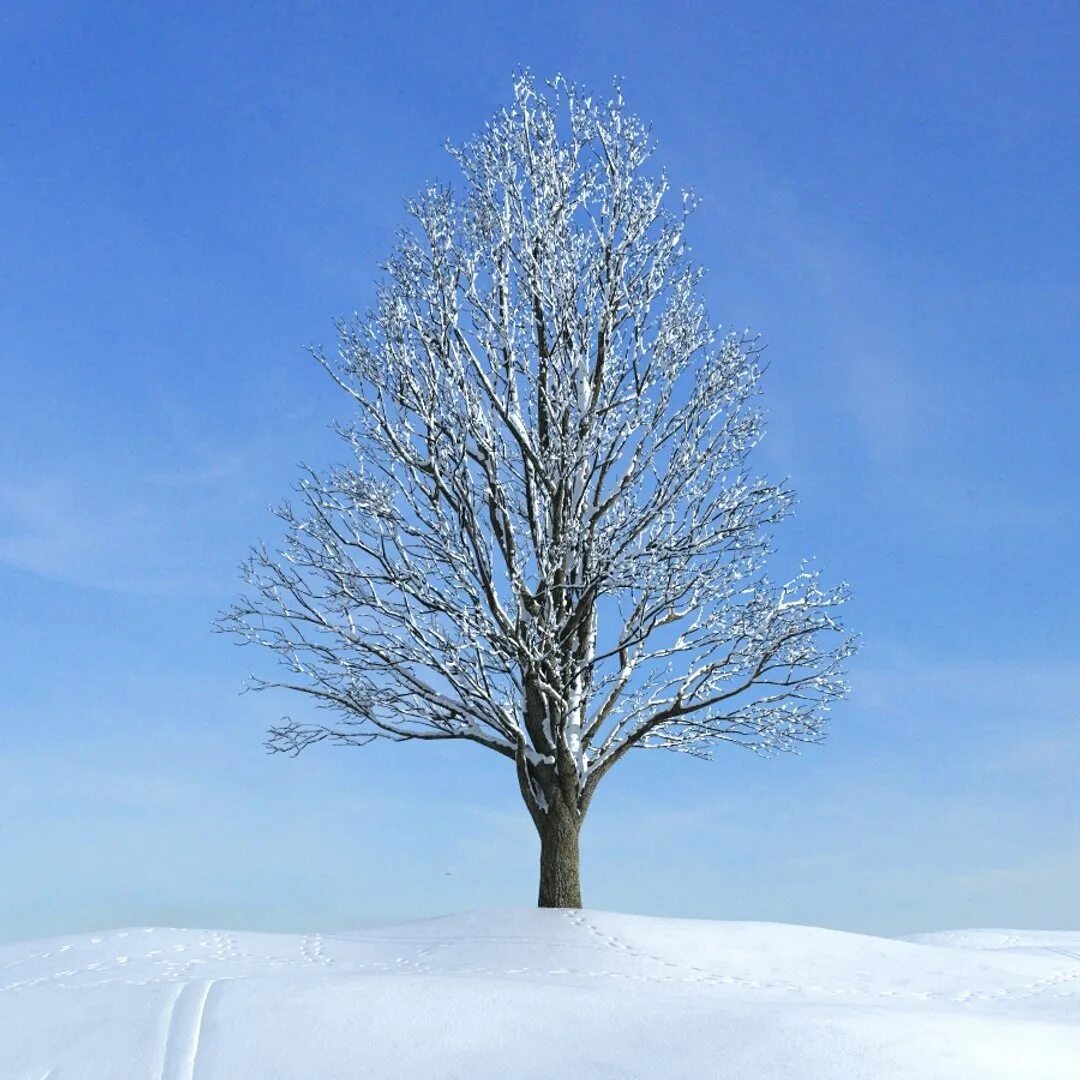 Зачем белые деревья. Вяз карагач зимой. Зимнее дерево. Деревья щииой. Деревья зимой для детей.