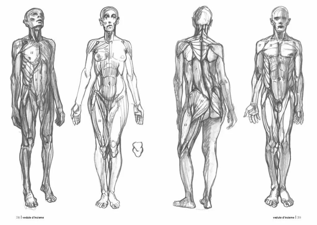 Хуман фарнешан. Гемеотрическая фигура триттрайдер. Struttura uomo manuale di Anatomia artistica на русском. Imago Anatomica da Vinci фон. Как получить human