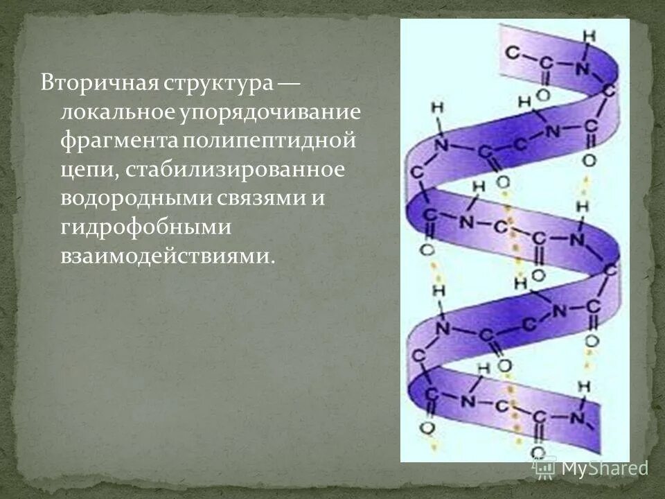 Строение вторичной структуры белка. Вторичная структура функции. Функции вторичной структуры белка. Вторичная структура белковой молекулы имеет вид. Вторичная структура белка биохимия.