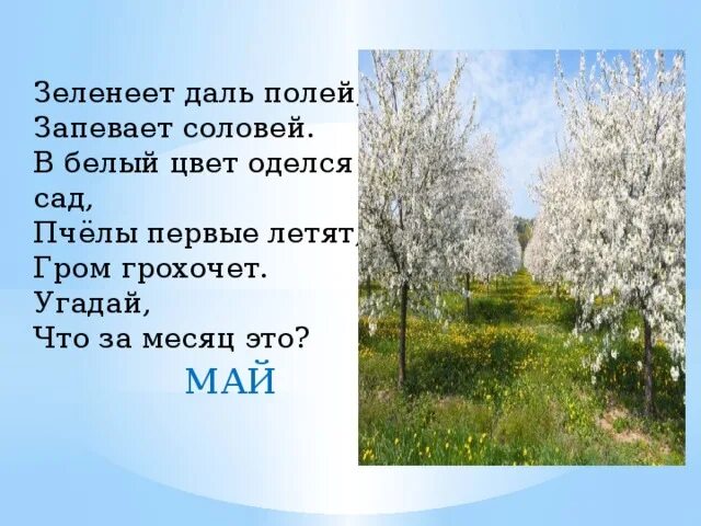 Зеленеет даль полей запевает Соловей в белый цвет оделся сад. В белый цвет оделся сад пчёлы первые. В белый цвет оделся сад. Зеленеет. Все смолкло зато в зарослях запел соловей