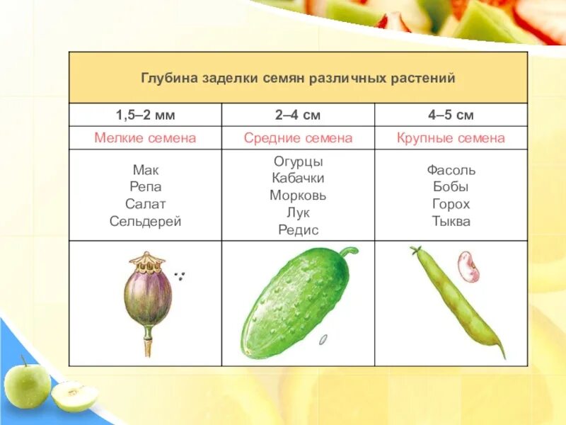 Температура прорастания семян огурцов. Глубина заделки семян таблица. Таблица глубины посева семян. Глубина посадки семян таблица. Глубина заделки семян.