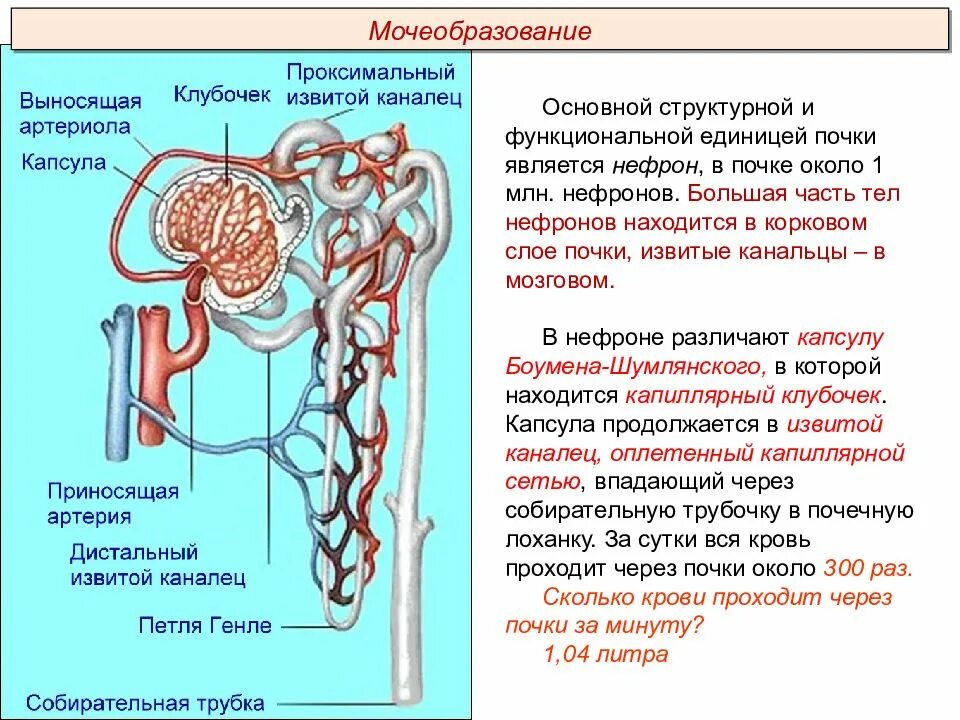 Строение выделительной системы человека. Задача выделительная система. Презентация выделительная система человека ЕГЭ. Выделительная система задания. Установите правильную последовательность прохождения воды в выделительной