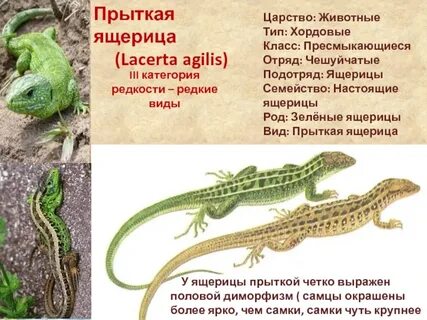 Опишите кожу ящерицы ее окраску