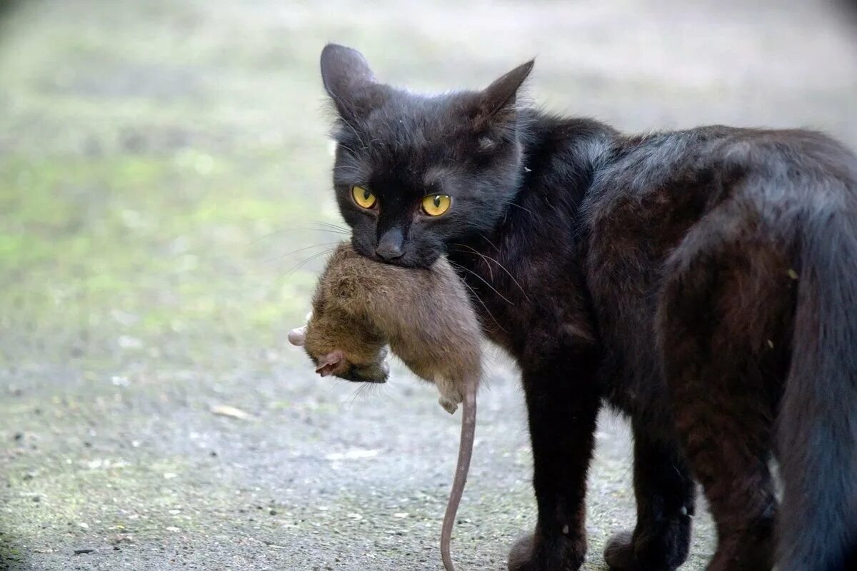 Кот с добычей. Чёрный кот с мышью в зубах. Кошка с мышкой в зубах. Кот с мышью в зубах.