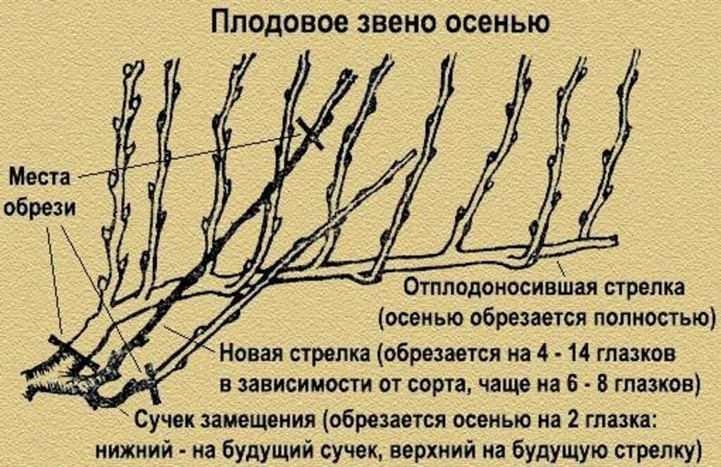 Как обрезать виноград весной видео. Схема обрезки винограда осенью. Схема подрезки винограда осенью. Обрезаем виноград осенью схема. Схема обрезки винограда весной.