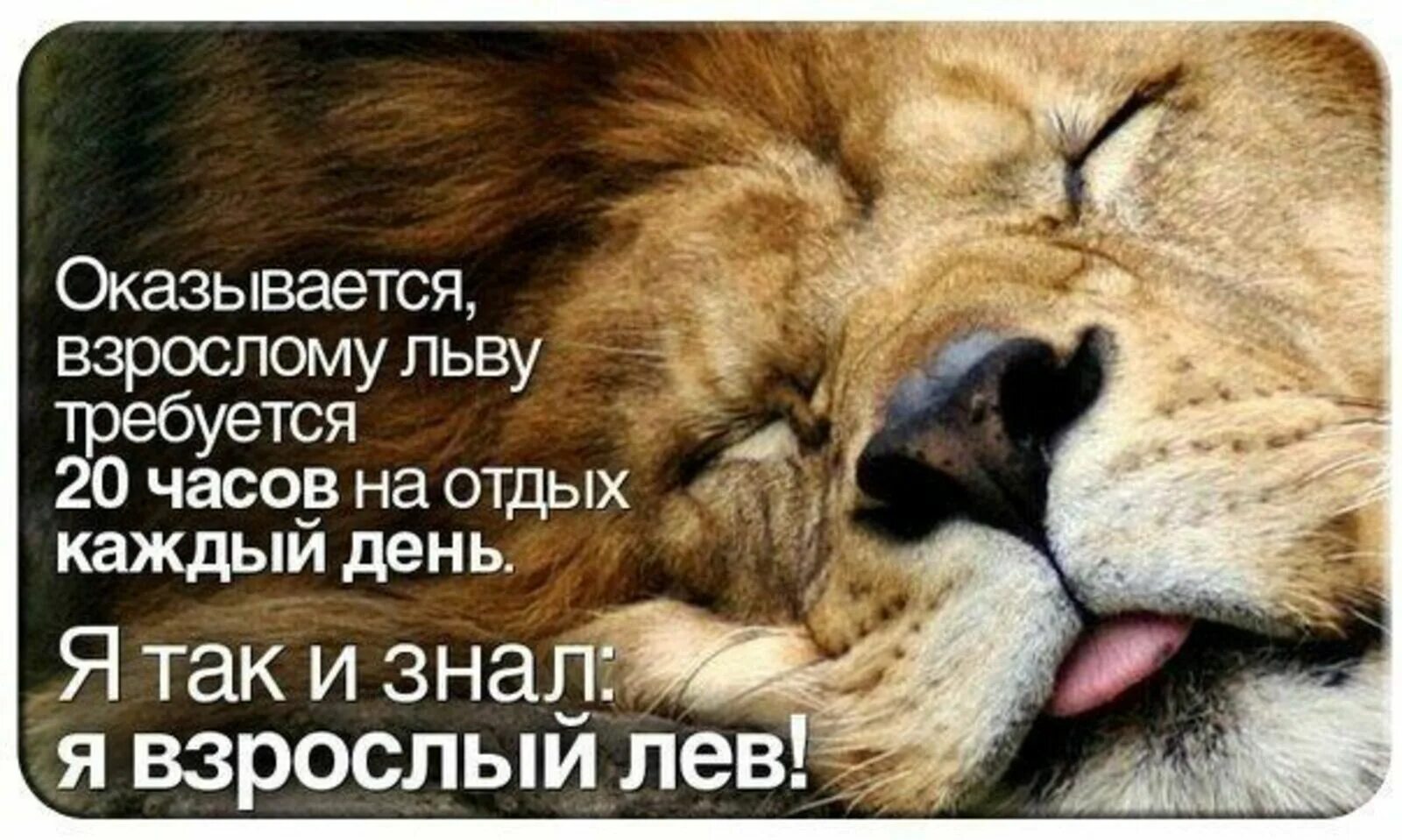 Фразы про льва. Спокойный Лев. Лев цитаты. Спокойной ночи Лев.