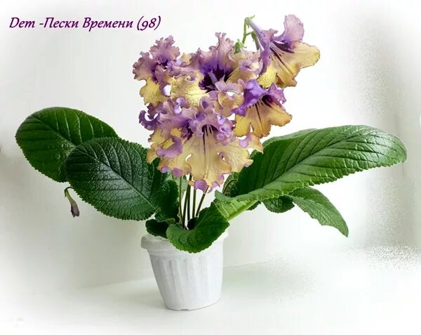 MT-Posledniy Samuray Sport of Yukako African violets, Plants, Garden