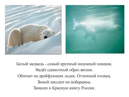 Белый медведь обитает в зоне арктических пустынь