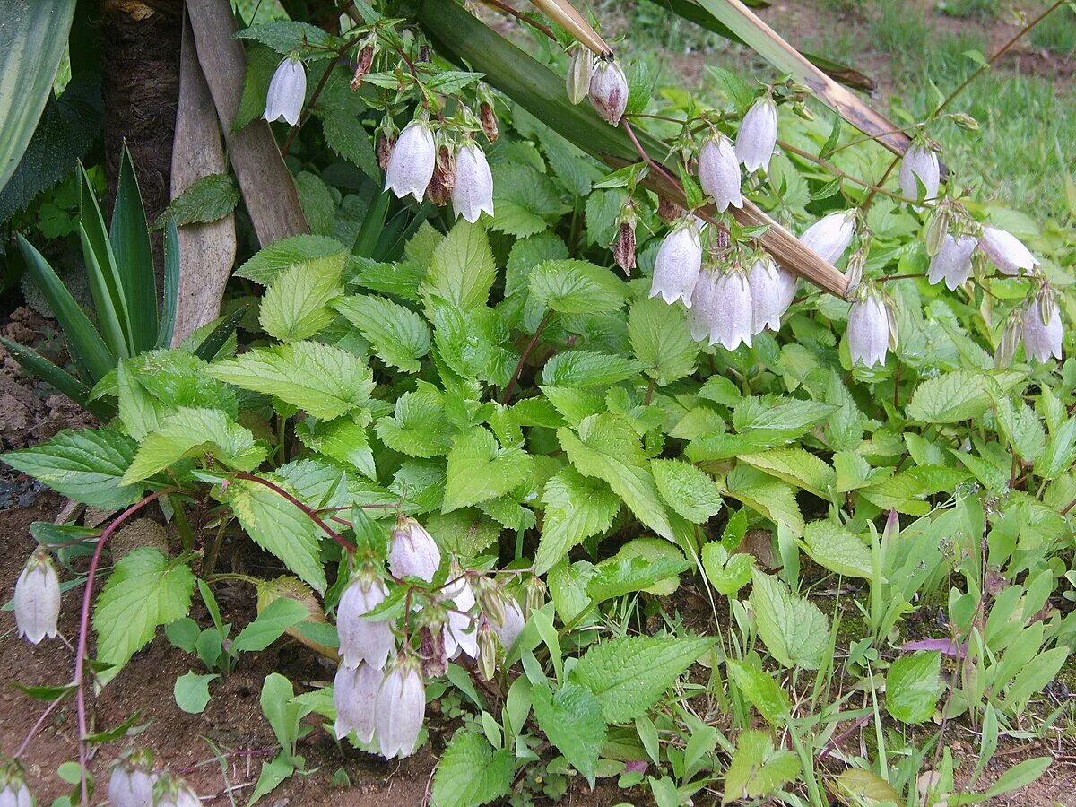 Колокольчик поникший. Колокольчик точечный (Campanula punctata). Колокольчик точечный хот Липс. Колокольчик точечный Сильвер Беллс. Колокольчик точечный черри Белз.