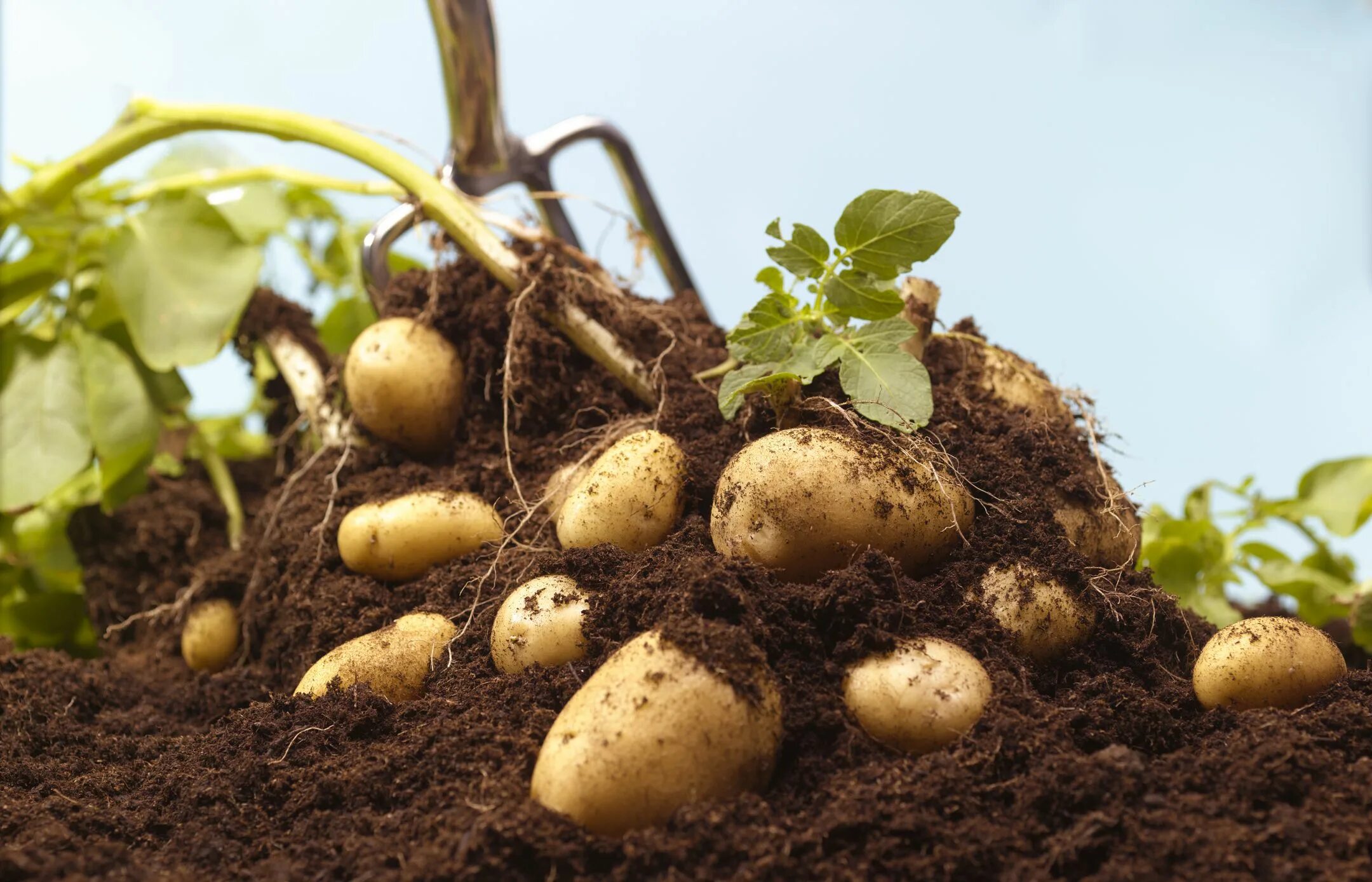 Вырастет ли картошка. Куст картошки. Картофель на грядке. Картошка растет. Клубень картофеля.