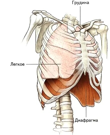 Три диафрагмы у человека. Диафрагма анатомия мышцы. Диафрагма анатомия грудино реберный треугольник. Мышцы диафрагмы грудной. Мышцы груди анатомия диафрагма.