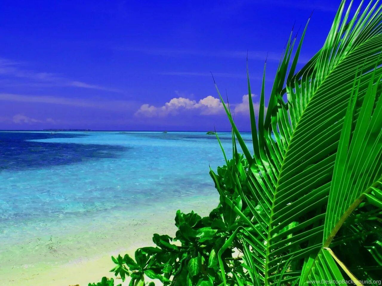 Тропический остров. Тропический пейзаж. Зелено голубое море. Пальма с зеленым морем. Blue coast