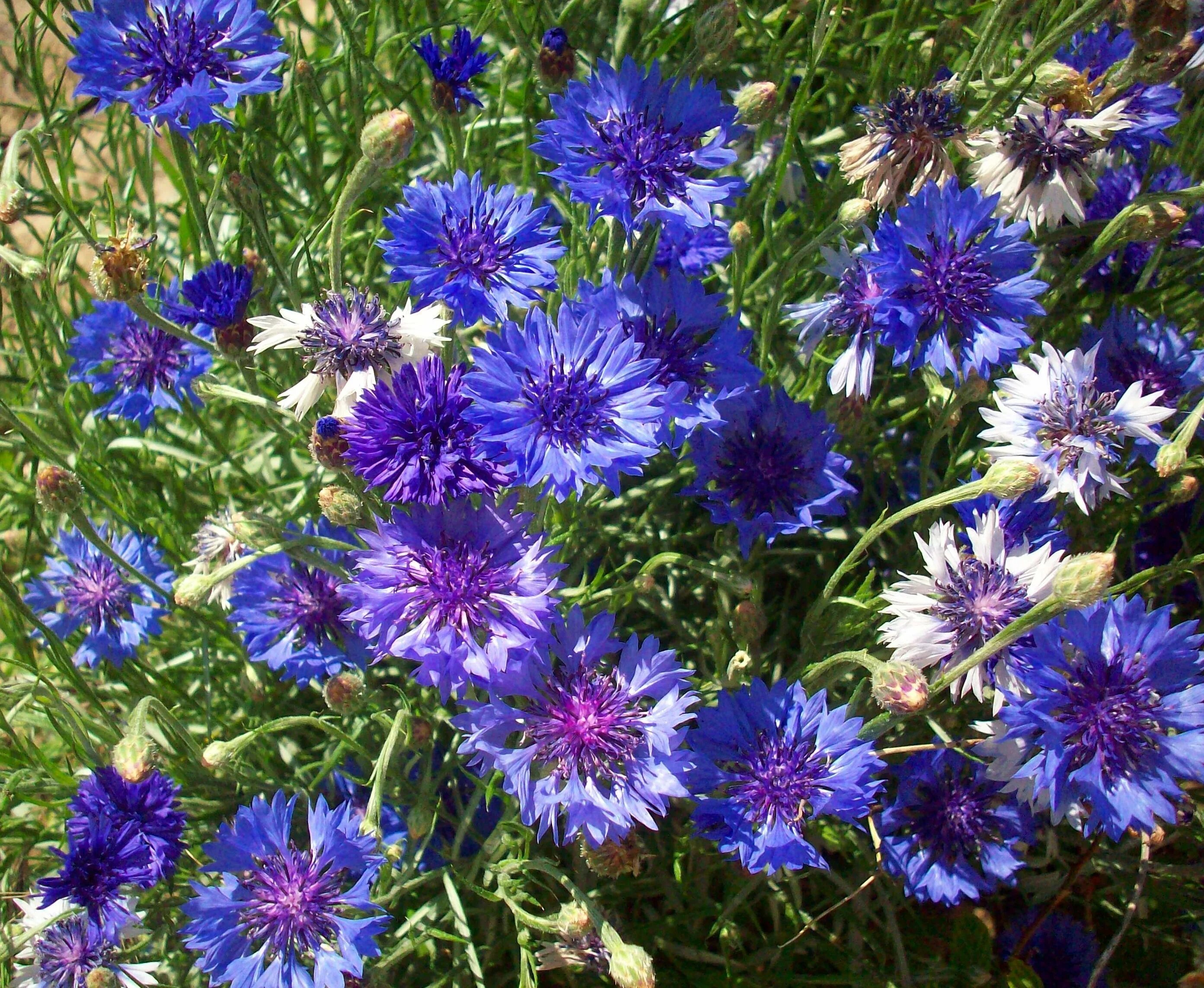 Василёк Донской (Centaurea tanaitica Klok.). Василек синий (Centaurea cyanus). Василек махровый холодок. Василек Королевский многолетний.