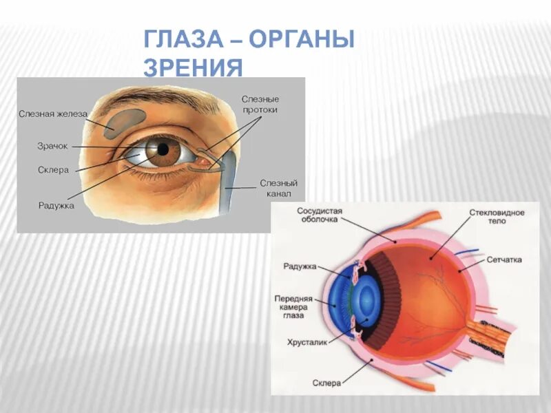 Глаз орган чувств человека. Строение глаза человека 3 класс. Строение глаза человека 3 класс окружающий мир. Строение глаза 4 класс окружающий мир. Доклад про строение глаза человека.