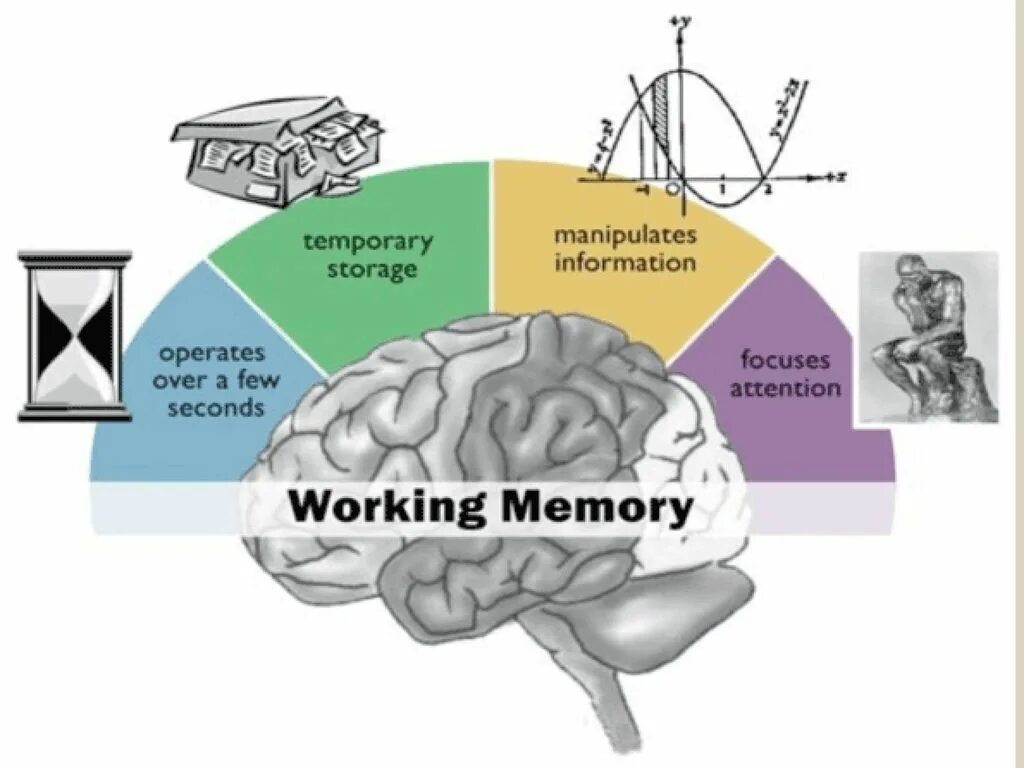 Память х. Рабочая память человека. Строение памяти человека. Хранение информации в мозге. Виды памяти рисунок.