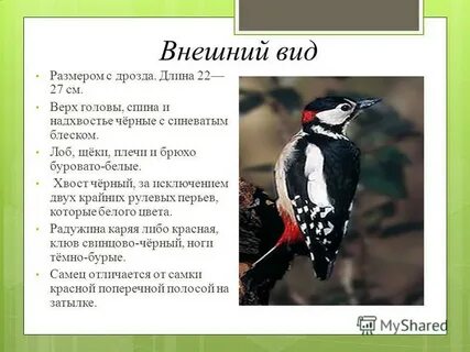 Дятел в какой природной зоне