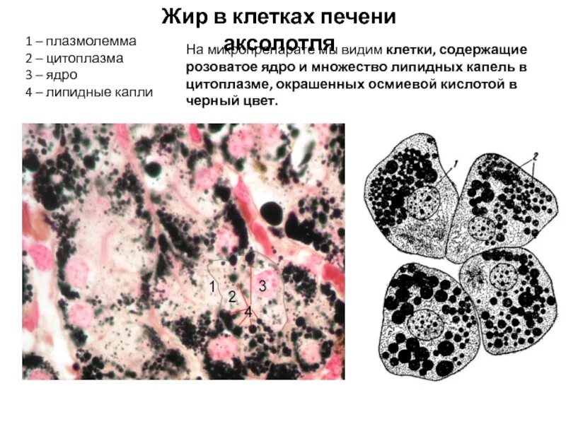 Включения жира в клетках печени аксолотля. Жировые включение в клетках аечени Аксол. Препарат жировые включения в клетках печени аксолотля. Общая морфология клетки печени аксолотля.