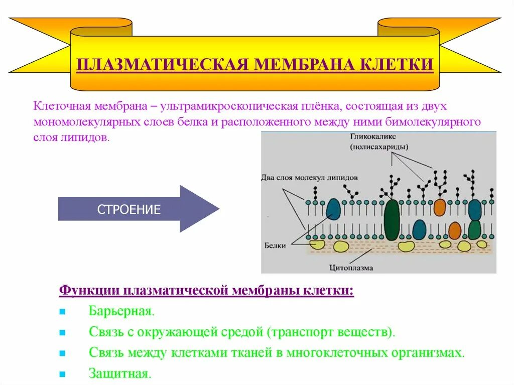 Плазматическая мембрана клетки состоит. Плазматическая мембрана клетки строение и функции. Функции плазматической мембраны. Плазматическая мембрана строение органоида.