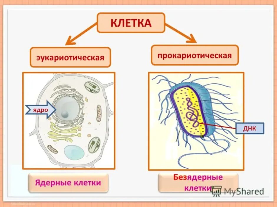 Дайте обозначение прокариоты и эукариоты. Строение клетки прокариот и эукариот рисунок. Строение эукариотической клетки и прокариотической клетки. Строение прокариотической и эукариотической клеток. Схема строения прокариотической и эукариотической клеток.