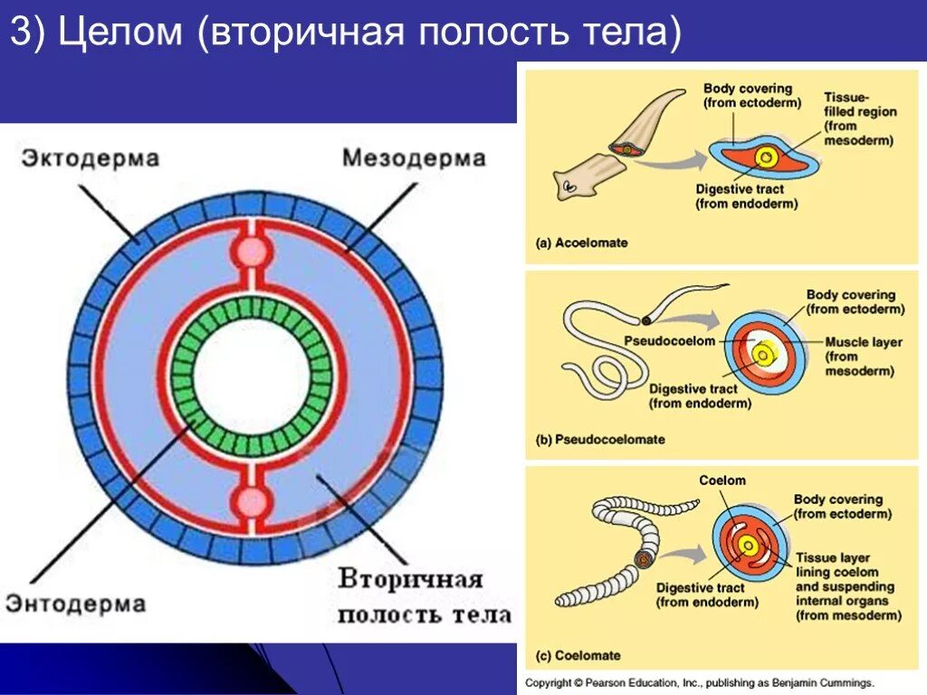 Слои кольчатых червей. Кольчатые черви вторичная полость тела. Вторичная полость кольчатых червей. Вторичная полость тела у кольчатого червя. Наличие вторичной полости тела целома.